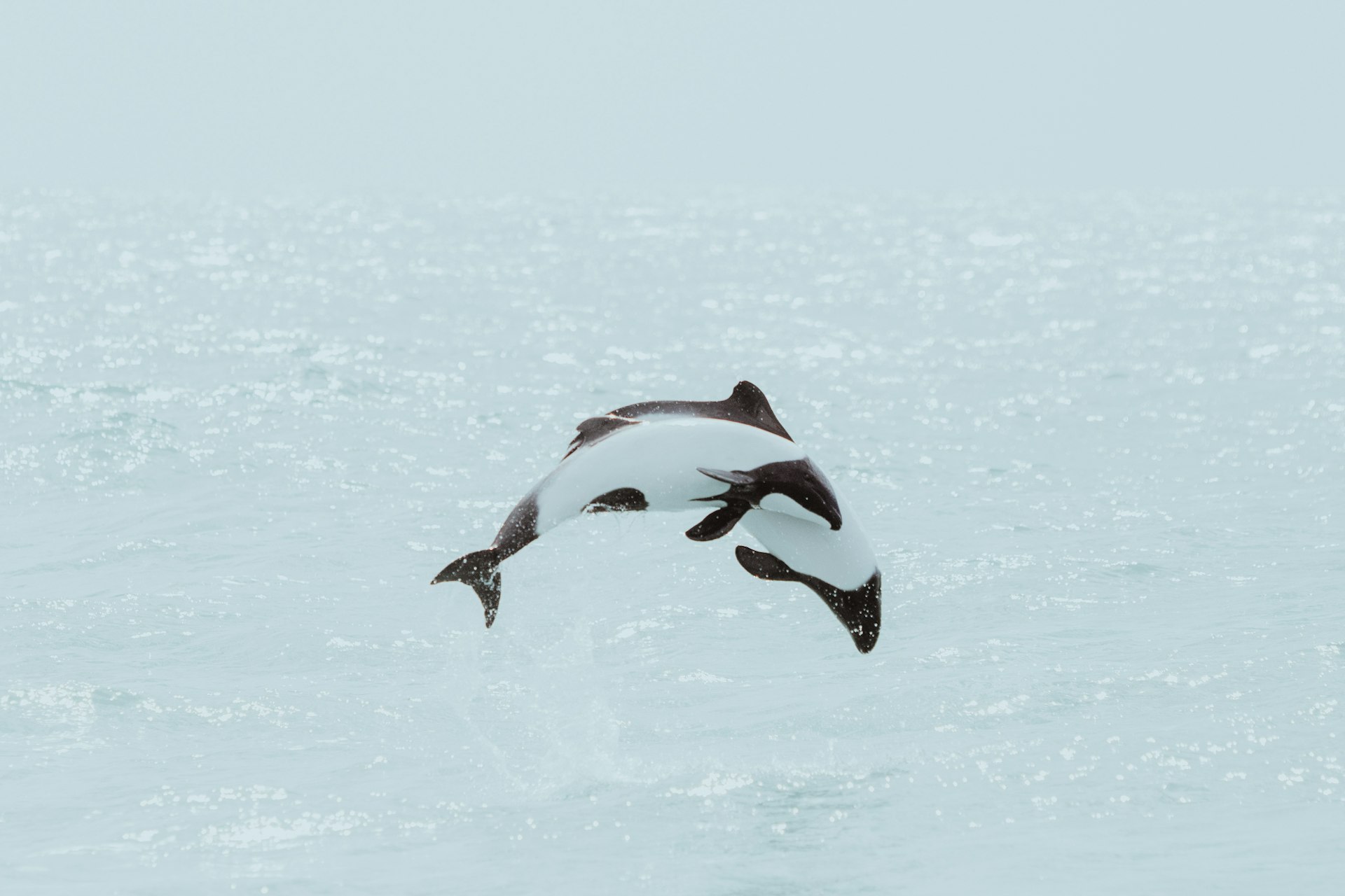 A dolphin jumping out of the sea at Playa Unión in Argentina