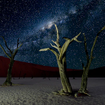 The dead Camelthorn trees in the famous Deadvlei are one of the Hotspots for Photographers all over the world.