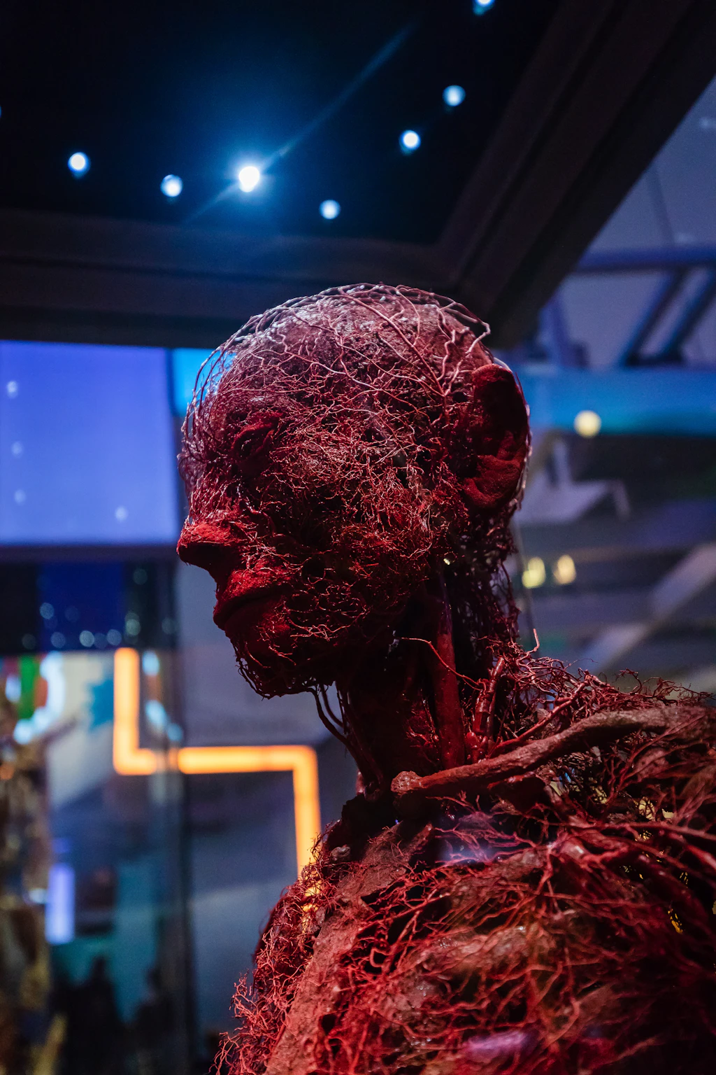 A model of the vascular system, a series of veins in the shape of a human form.