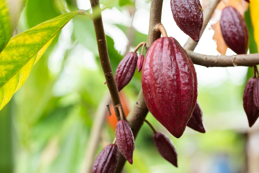 Ekologiska kakaofruktskidor på ett kakaoträd (Theobroma cacao). 