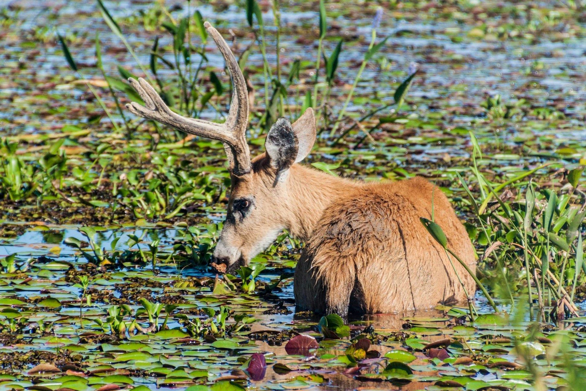 A Marsh Deer (Blastocerus dichotomus) wading in the water in Esteros del Ibera