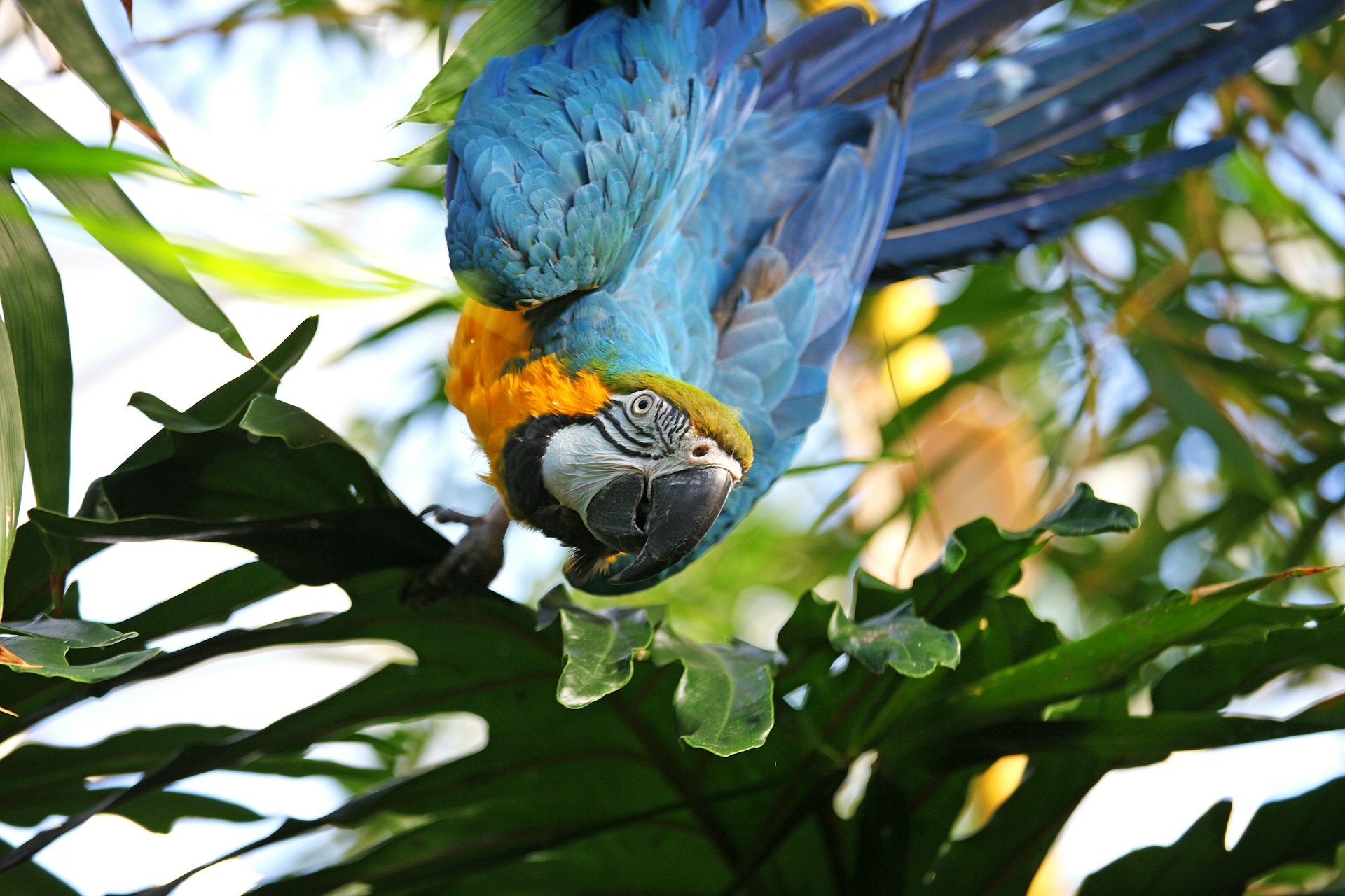 Macaw at Bloedel Conservatory