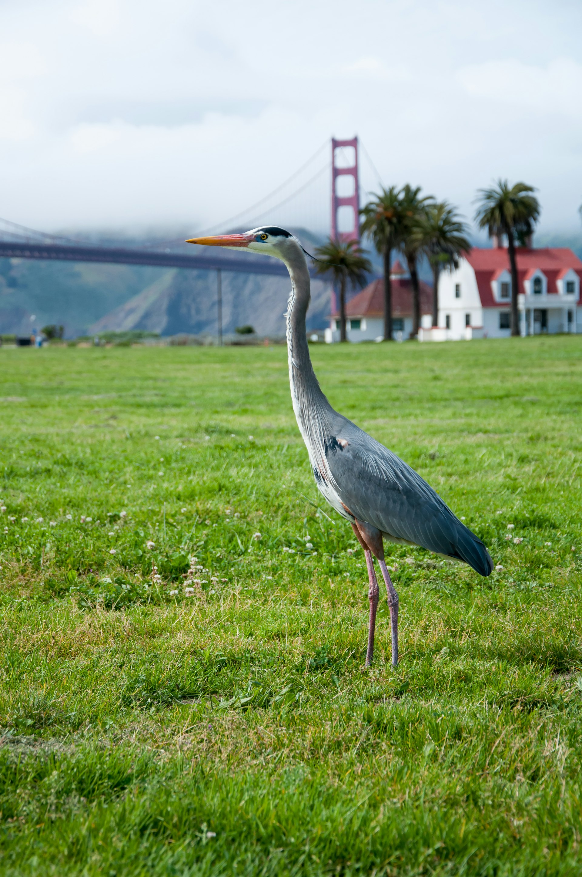 A crane grus in front of the red Golden Gate Bridge in San Francisco.