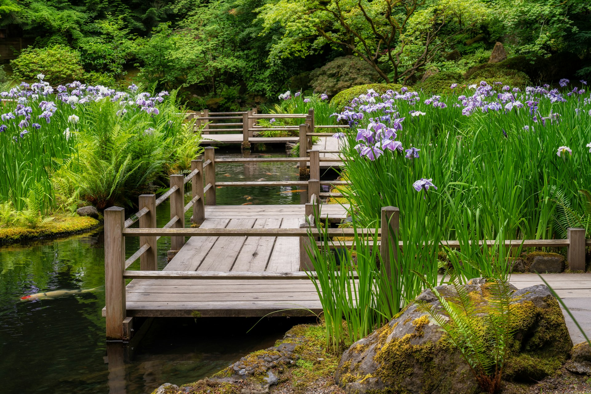 Irises in the Japanese Garden Washington Park Portland
