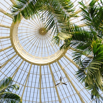 Buffalo and Erie County Botanical Gardens glass ceiling