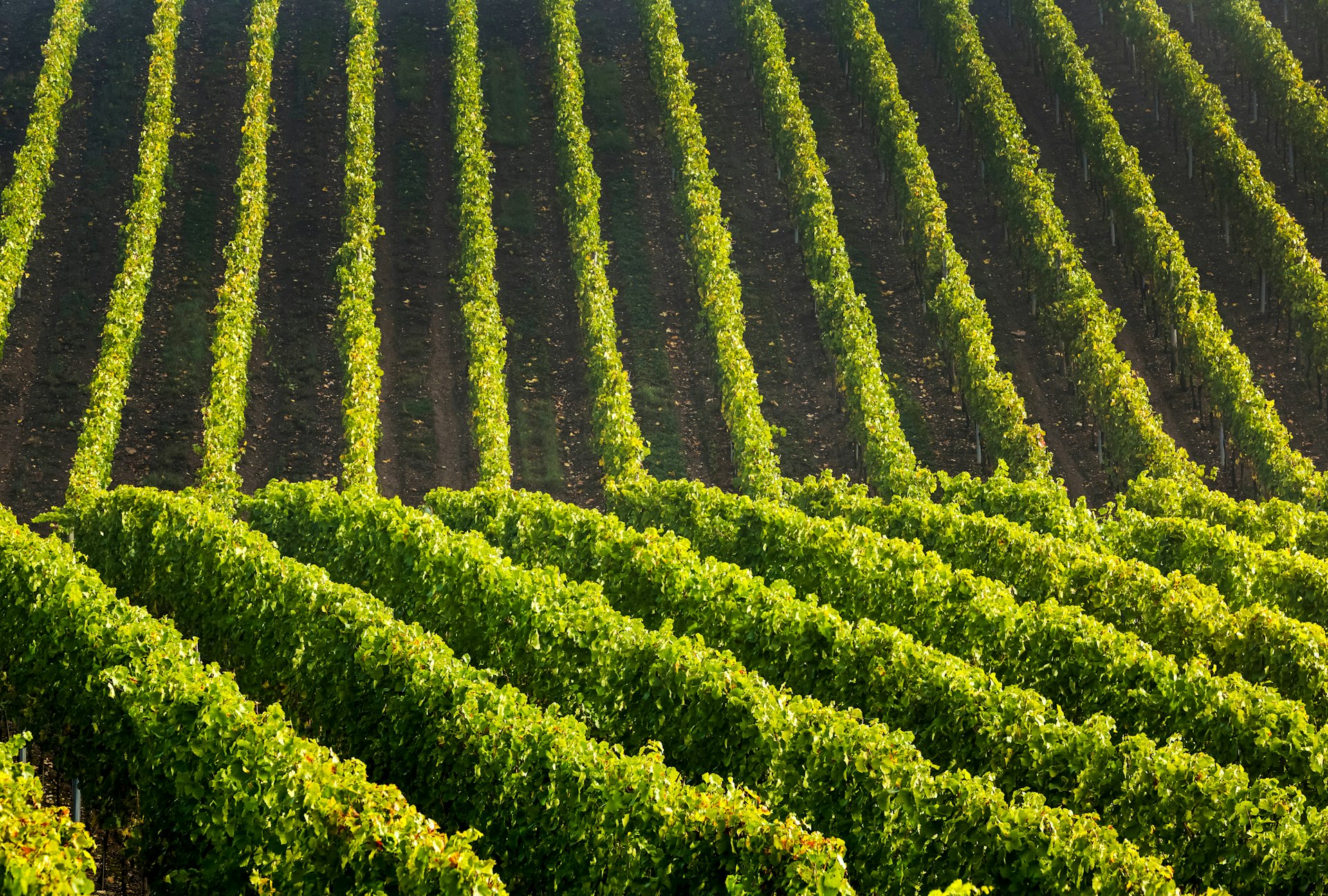 Lines of rows of grapevines, Annapolis Valley