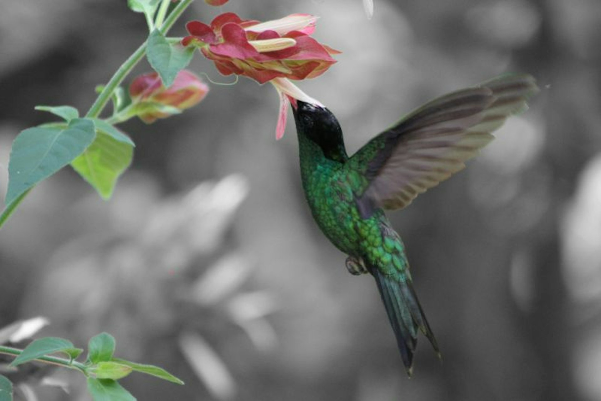 A blue, black and green hummingbird eats from a large pink flower in Jamaica.