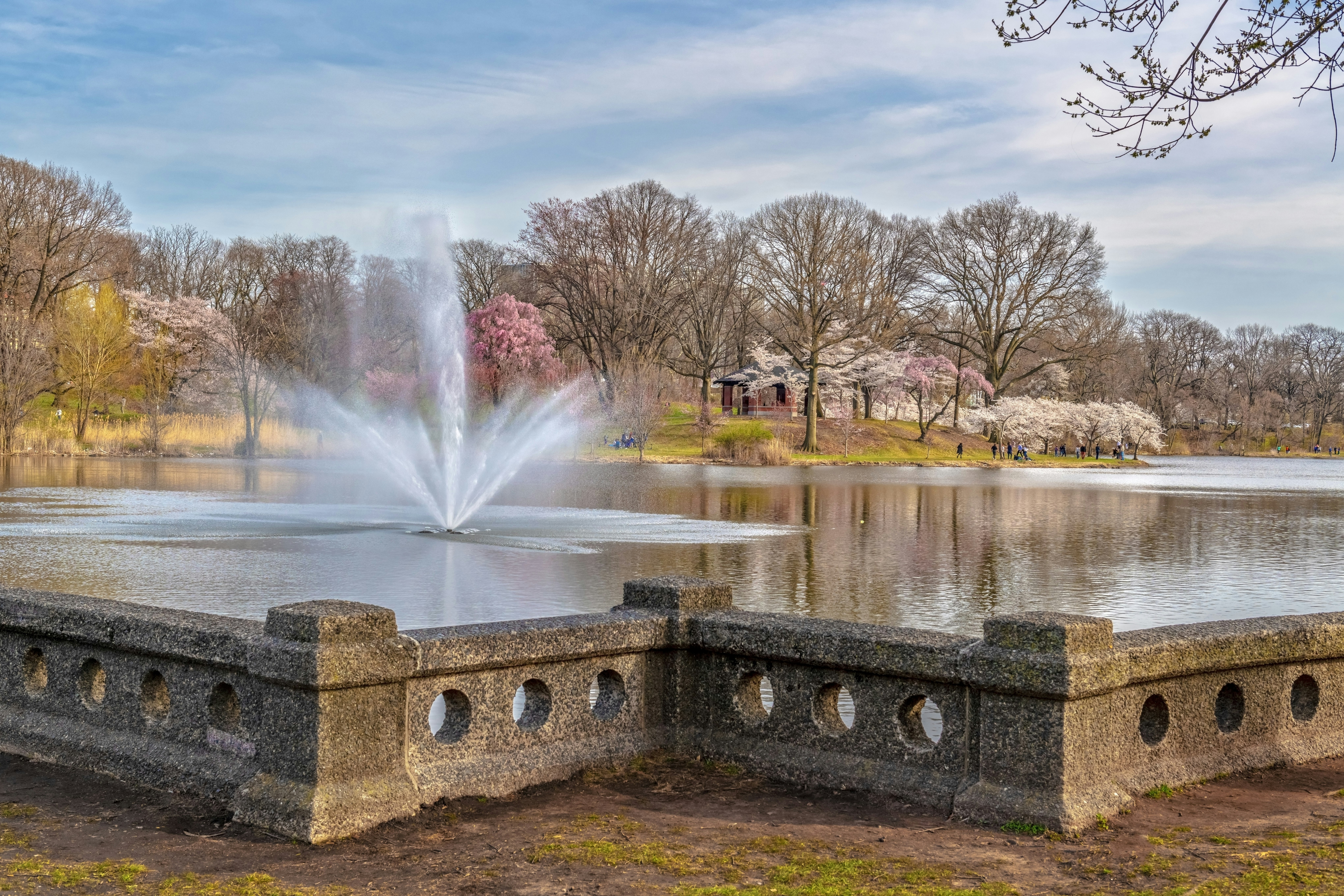 A fountain sprays water in a small pond. There is a stone boarder in the front of the photo and blooming Cherry Blossoms in the background. 