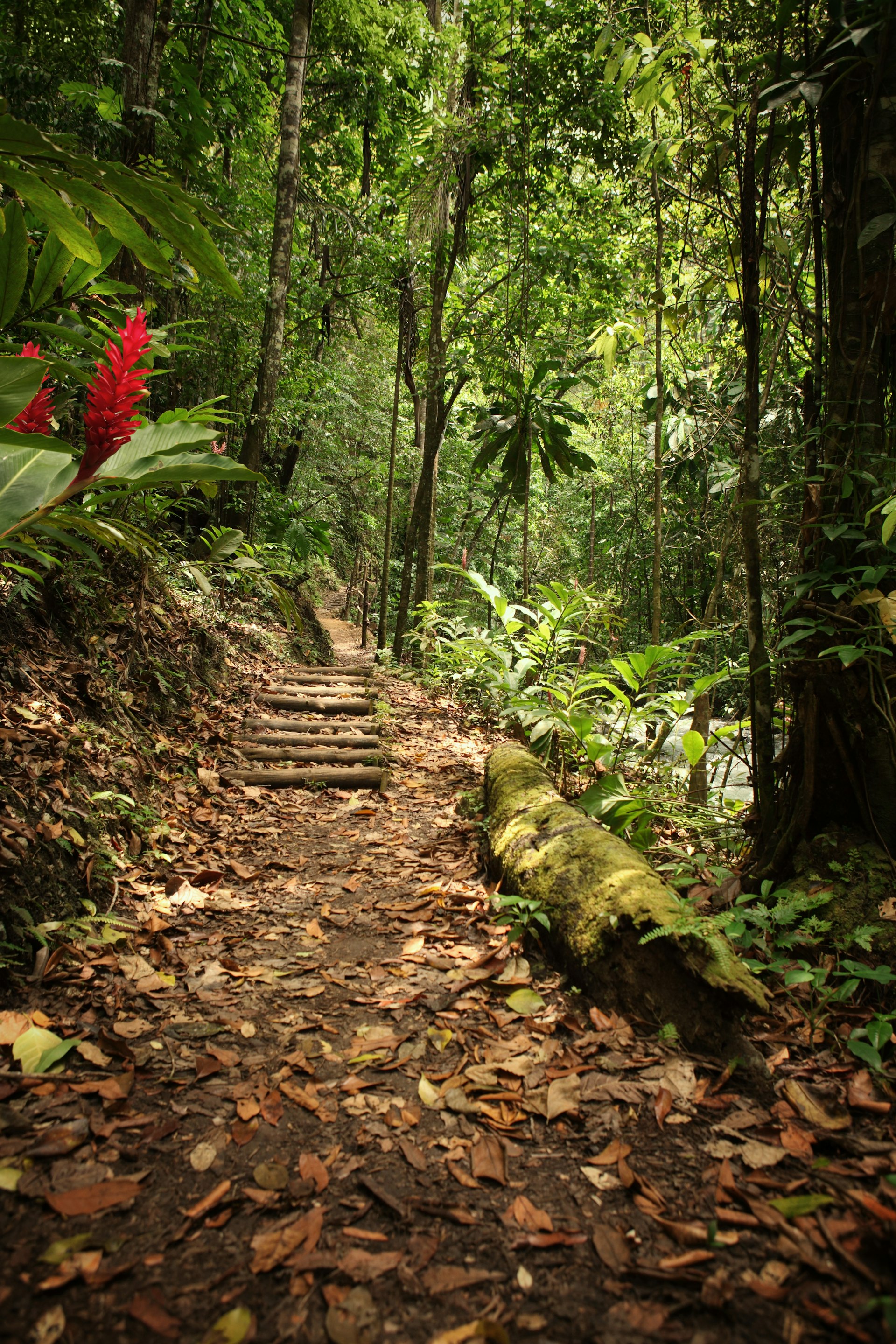 A forest ground covered in leaves leads to a row of wooden steps. There are bright flowers on the left side of the image.  