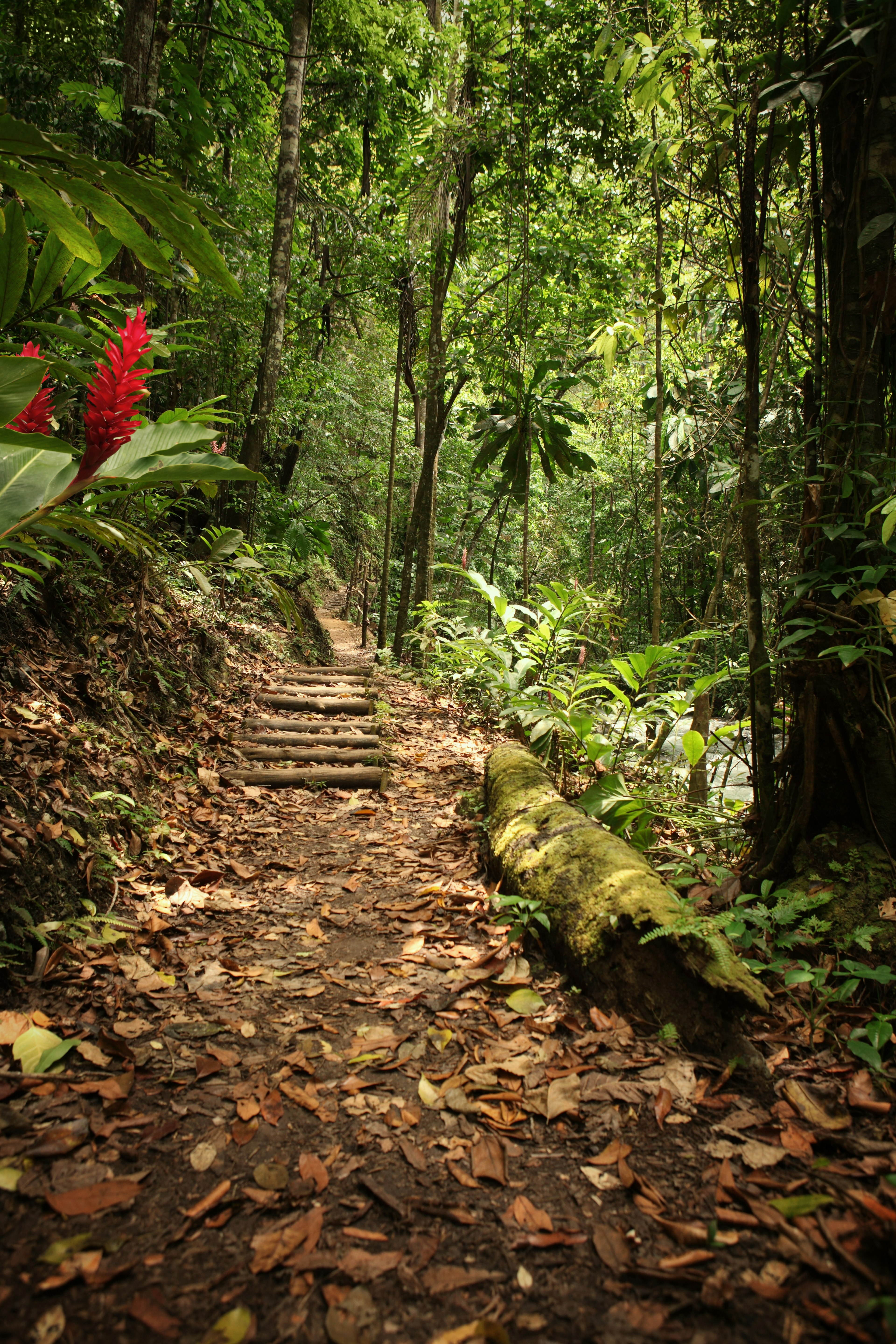 A forest ground covered in leaves leads to a row of wooden steps. There are bright flowers on the left side of the image.