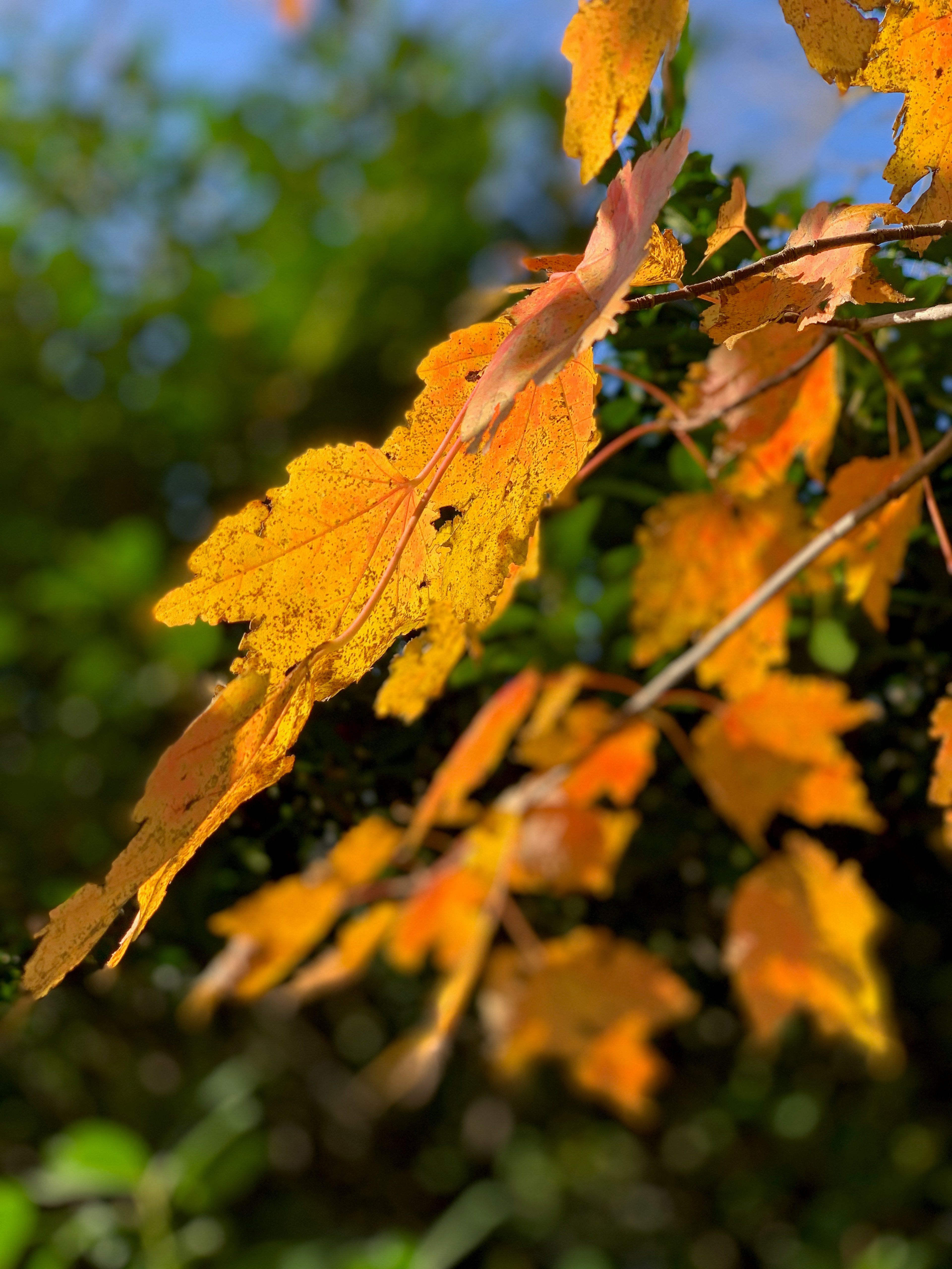 Closeup of orange maple leaves on a tree in New Jersey.