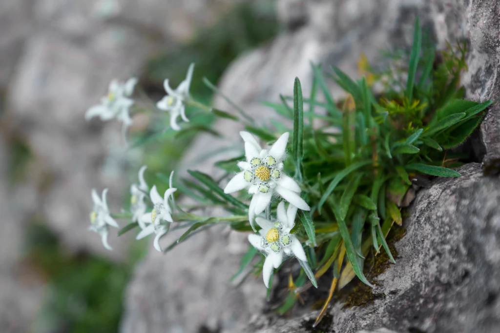 Edelweiss on a rock in Swiss National Park Edelweiss on a rock in Swiss National Park