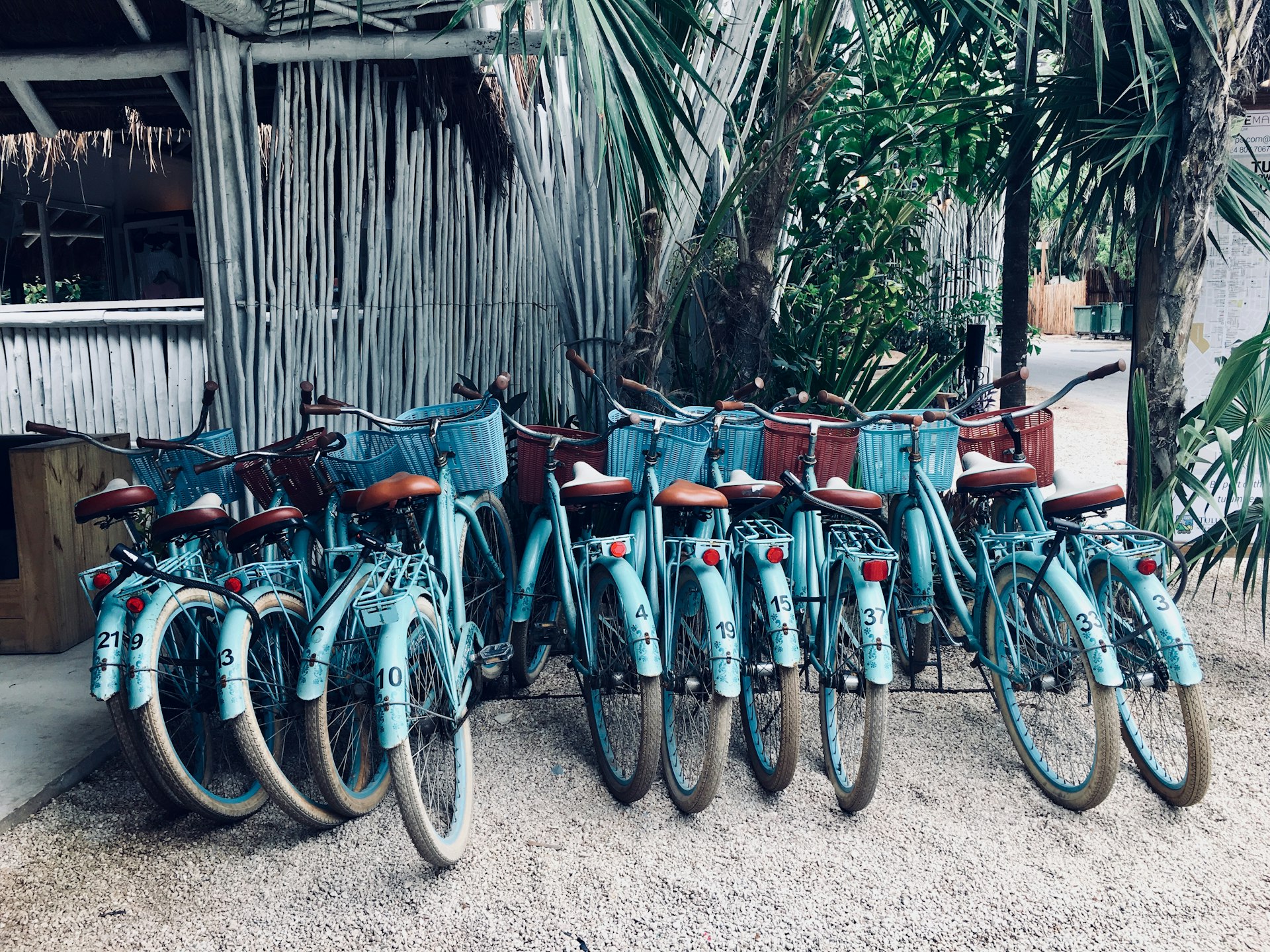 A row of turquoise bicycles parked under palm trees