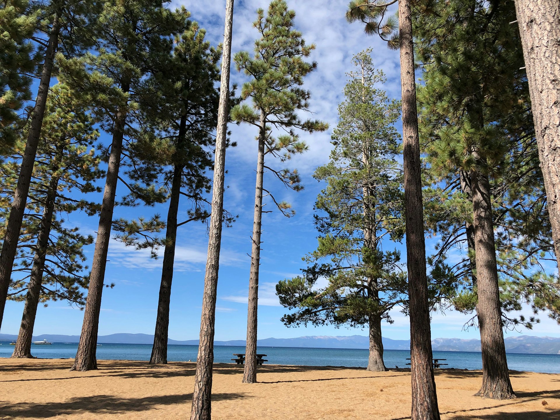 A path lined with huge tall pine trees that leads to a beach. 