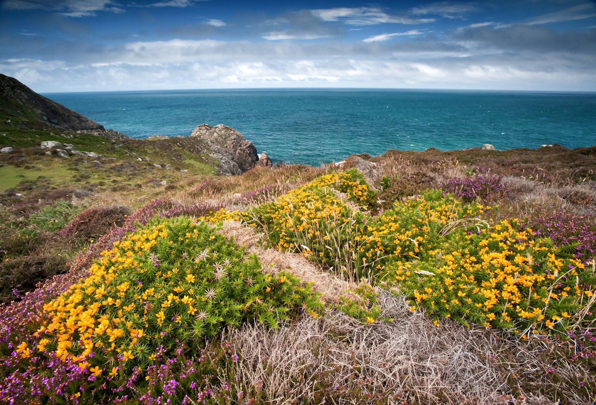 Gorse and heather on coastal path at St. Davids Head, Wales