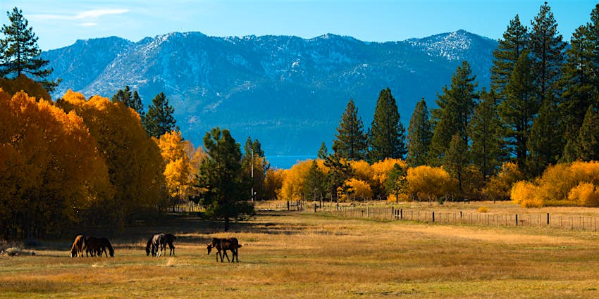 Horses in the forefront, Lake Tahoe in background