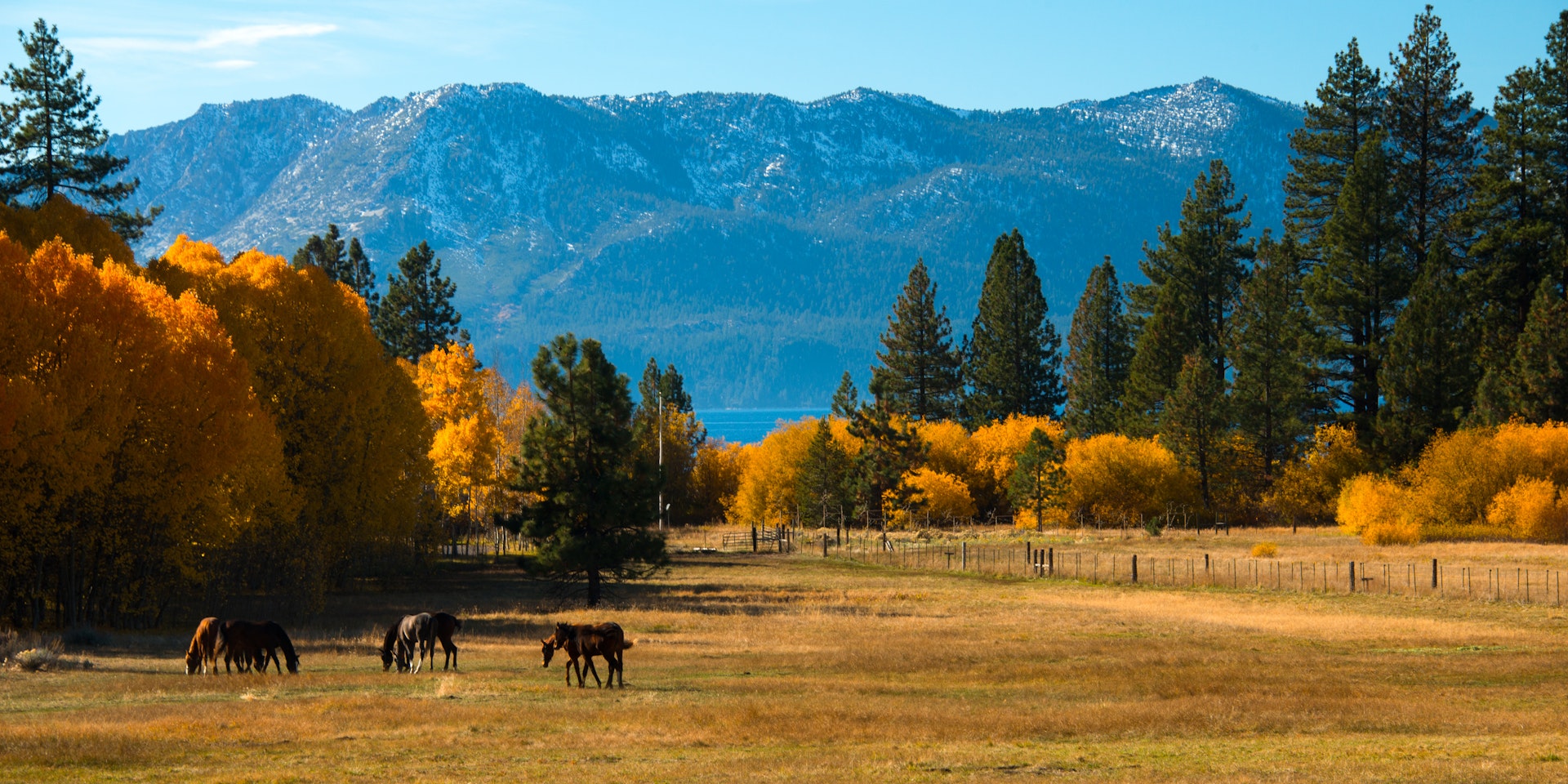 Horses in the forefront, Lake Tahoe in background