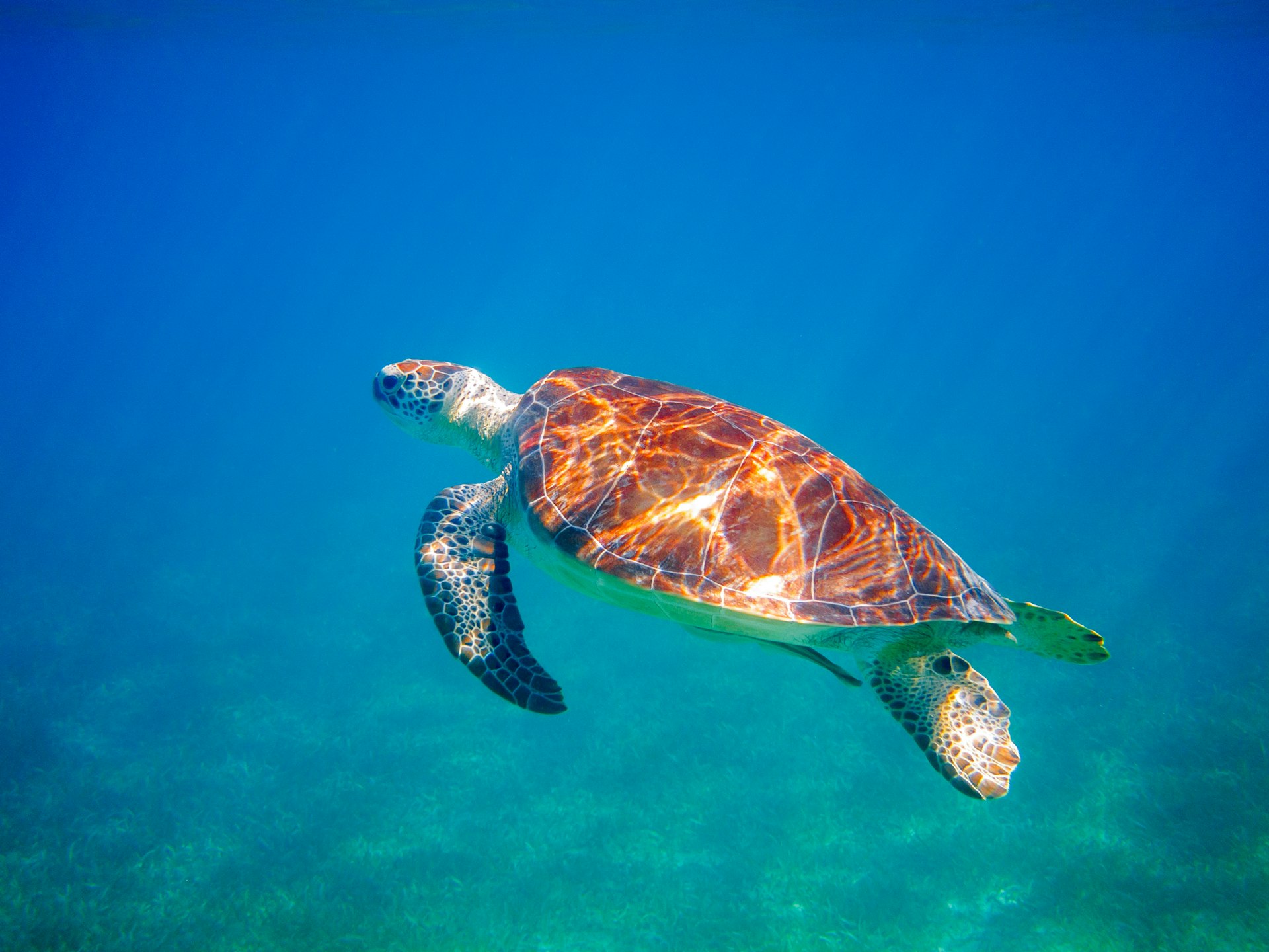Sea turtle in the waters off Culebra, Puerto Rico