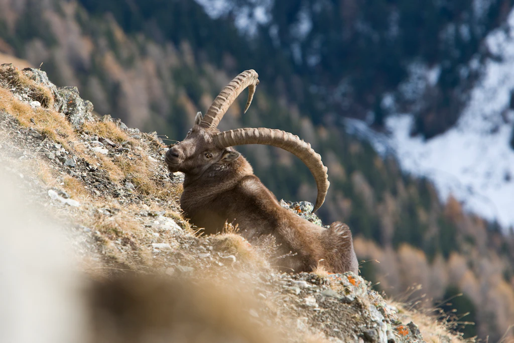 Curve-horned ibex in Swiss National Park