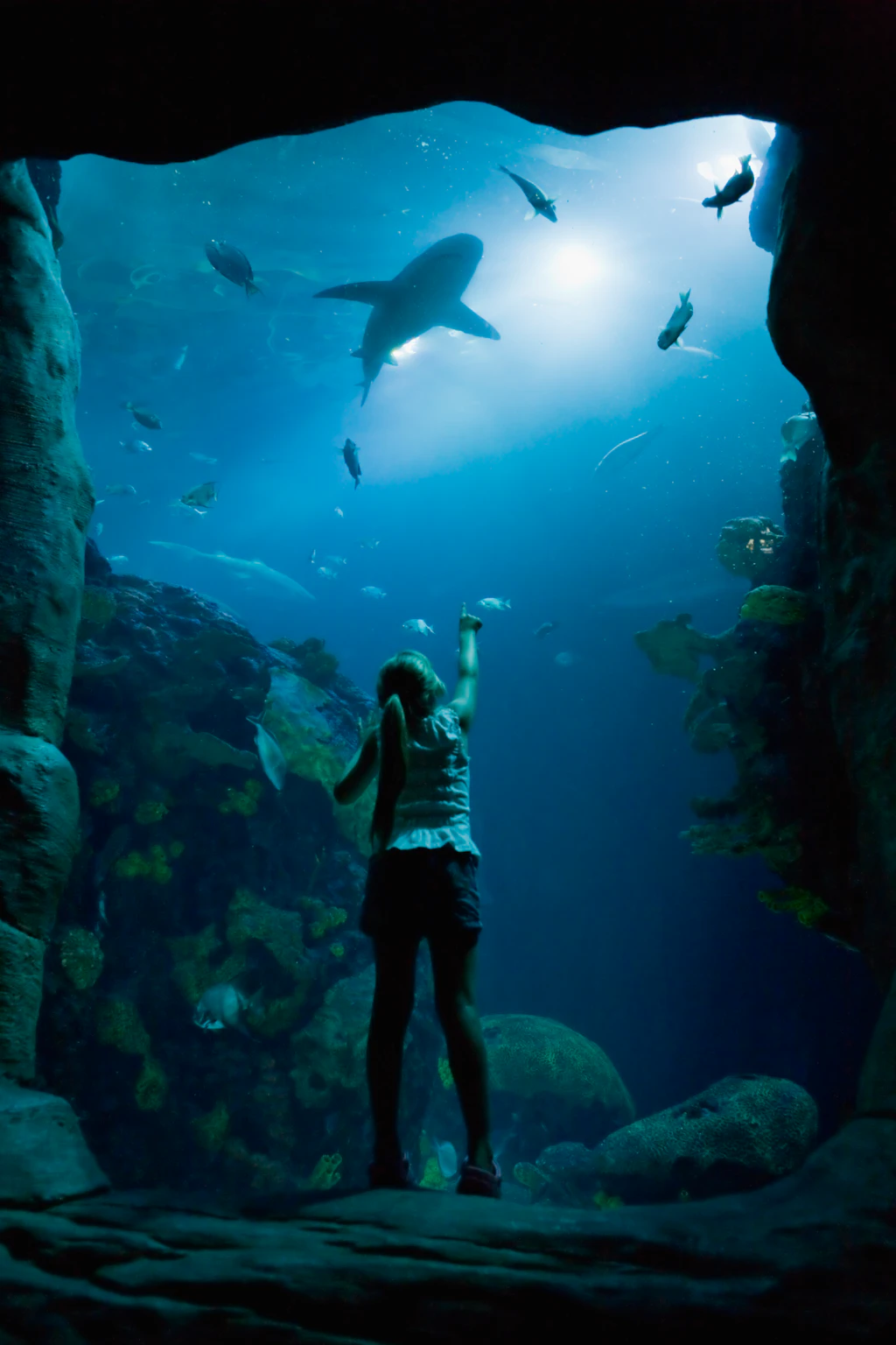 A child in silhouette looking into a huge tank in an aquarium with a shark-like shadow above