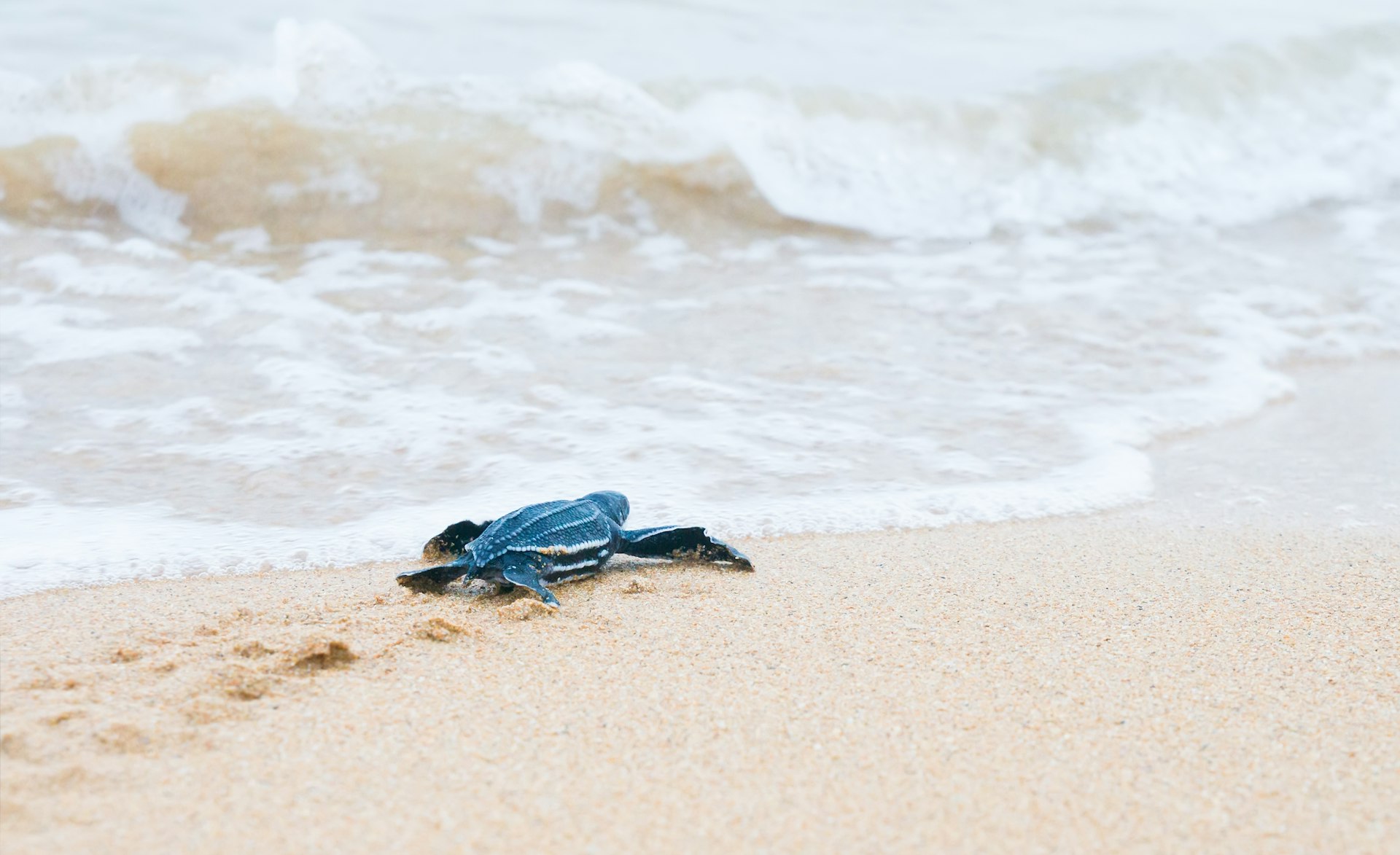 Newly hatched baby turtles crawl to the surf