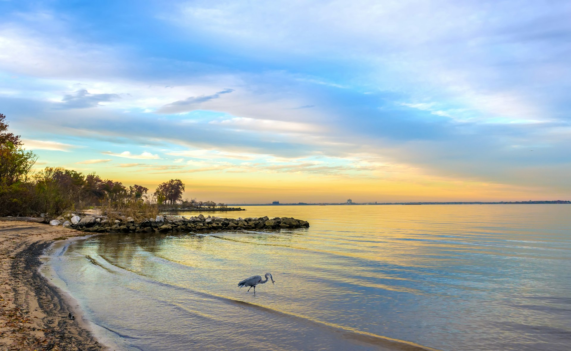 Great blue heron on a Chesapeake Bay beach at sunset, Virginia