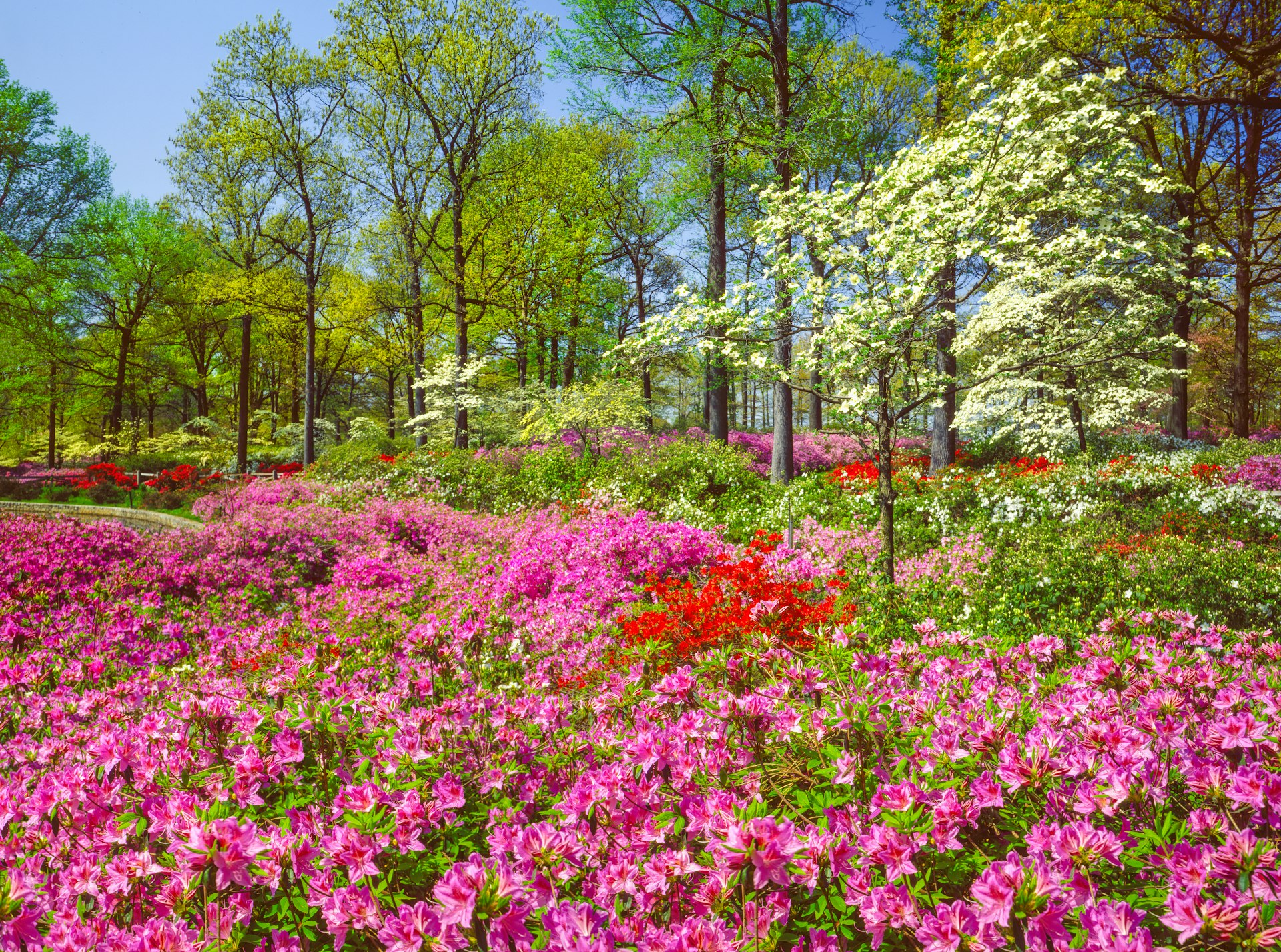 Spring azalea blossoms and dogwood trees blooming in Richmond, Virginia