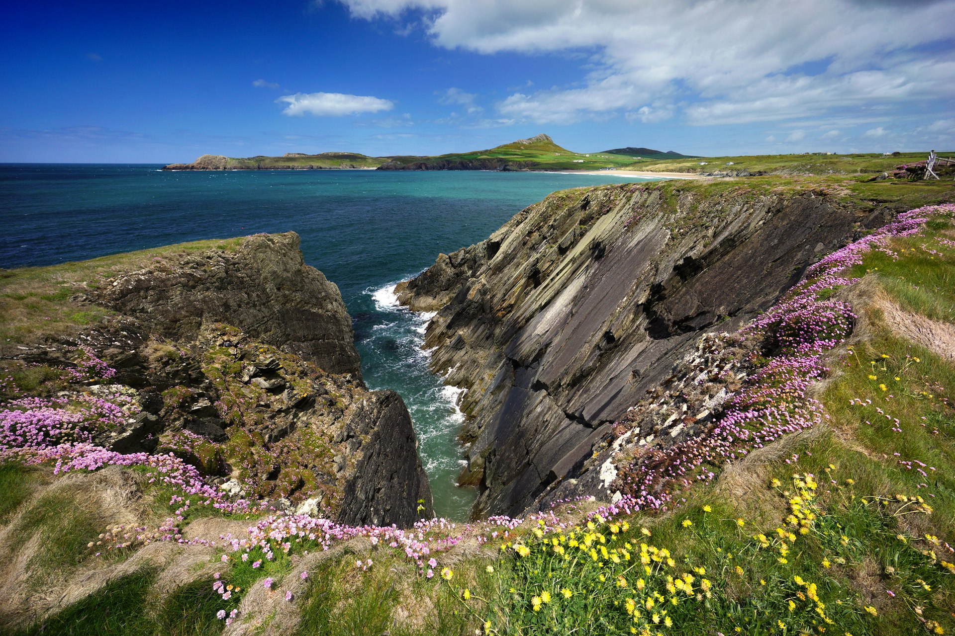 Wild flowers on cliffs of Pembrokeshire Coast Path in Wales