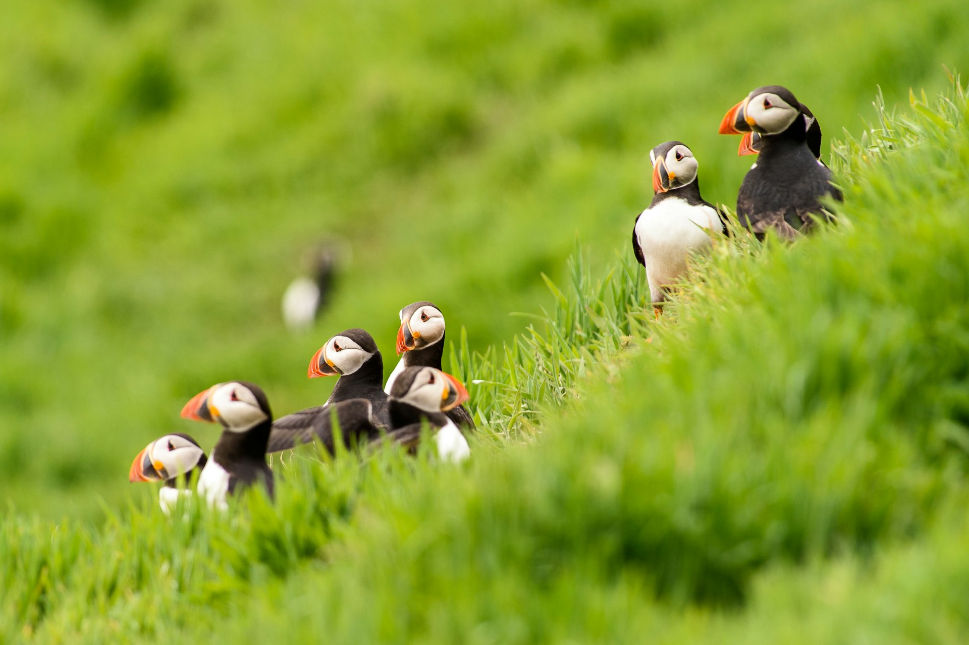 Puffin gathering on grassy knoll, Skomer Islan