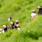 Puffin gathering on grassy knoll, Skomer Island
