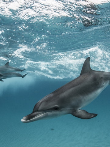 Atlantic spotted dolphins surfing on waves, looking at camera, Northern Bahamas Banks, Bahamas