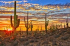 Sunset over cacti in the Sonoran Desert, near Phoenix.