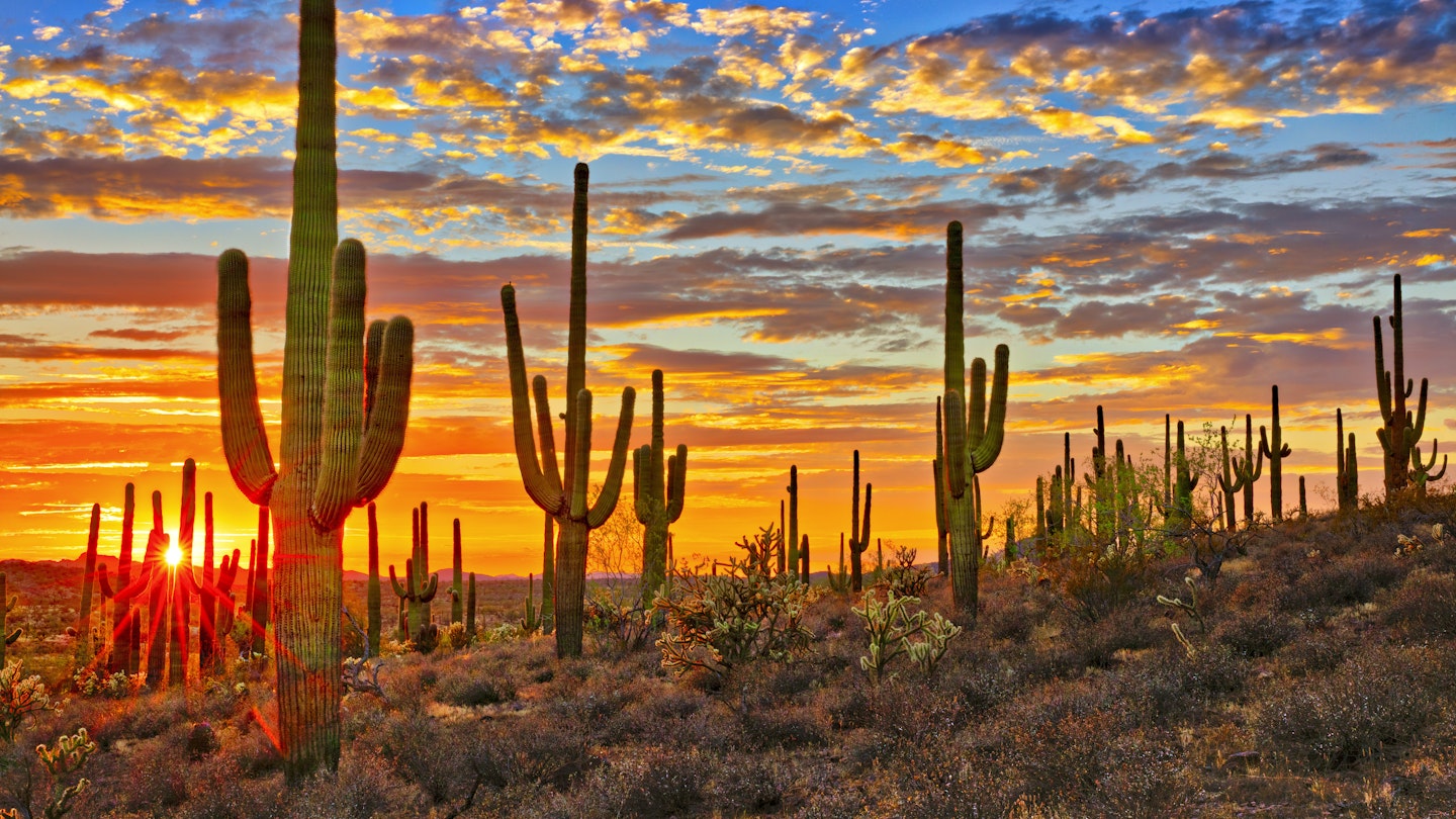 Sunset over cacti in the Sonoran Desert, near Phoenix.