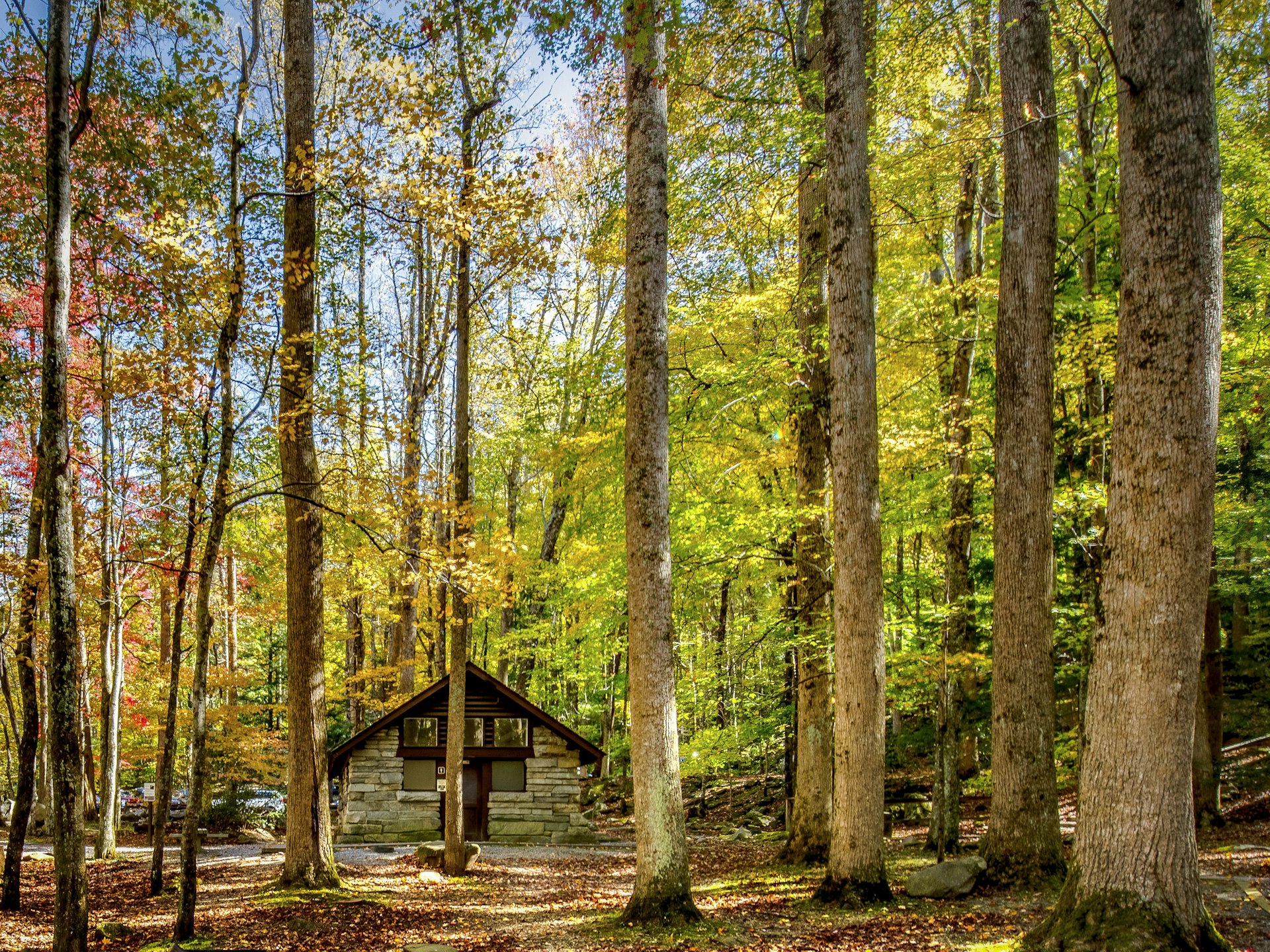 Picnic area in forest of the Great Smokey Mountains National Park,USA