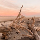 Dead trees washed up on Driftwood Beach at Jekyll Island a few days after the winter storm Grayson passed through the East coast.