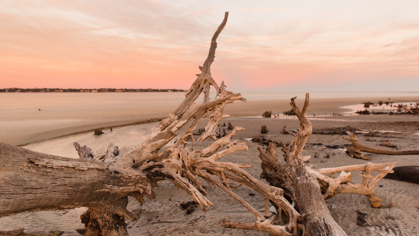Dead trees washed up on Driftwood Beach at Jekyll Island a few days after the winter storm Grayson passed through the East coast.