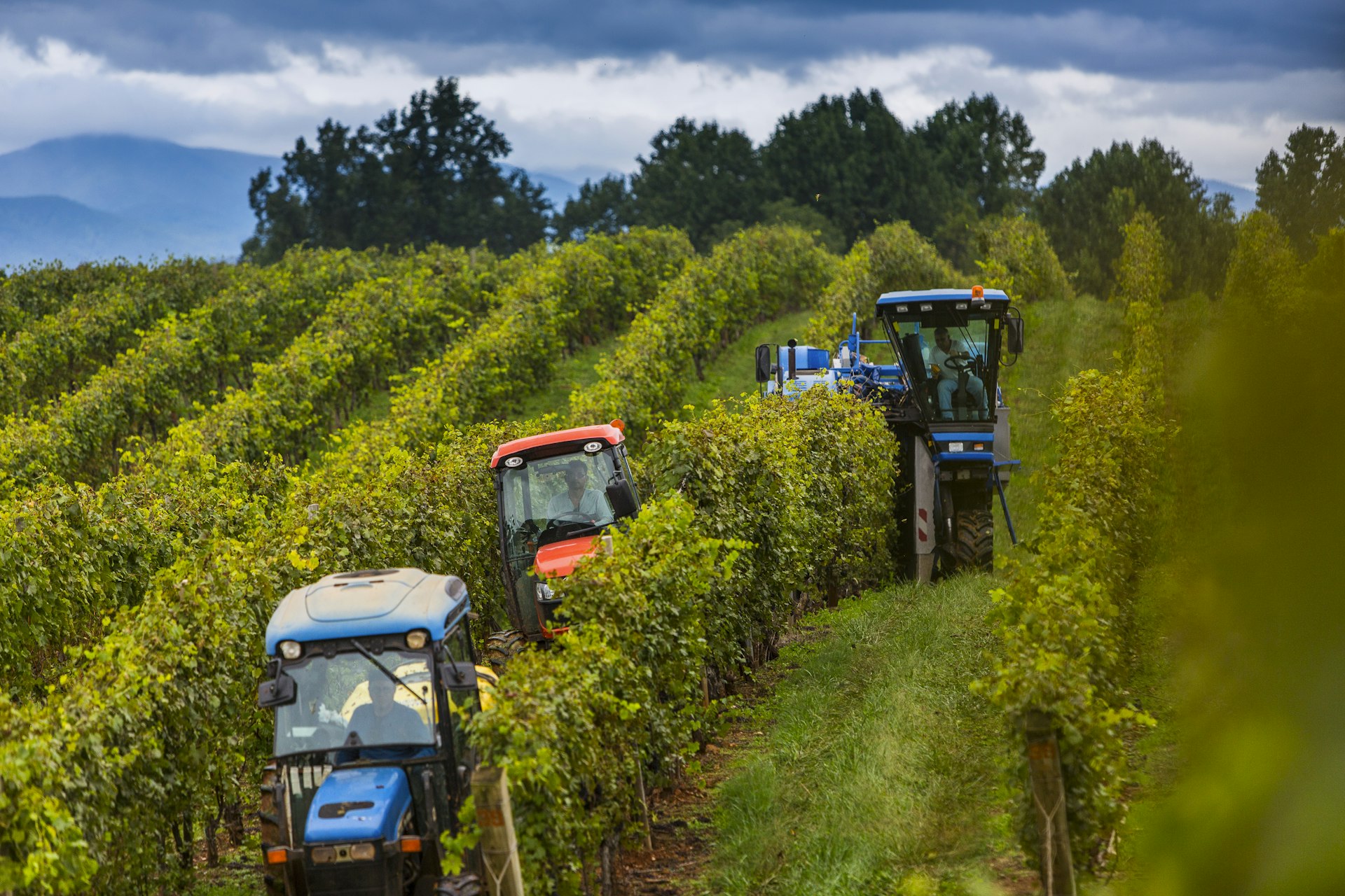 Blowers and harvest machines comb the vineyards drying and plucking grapes for winemaking after a downpour at Barboursville Vineyards in Gordonsville, Virgina 