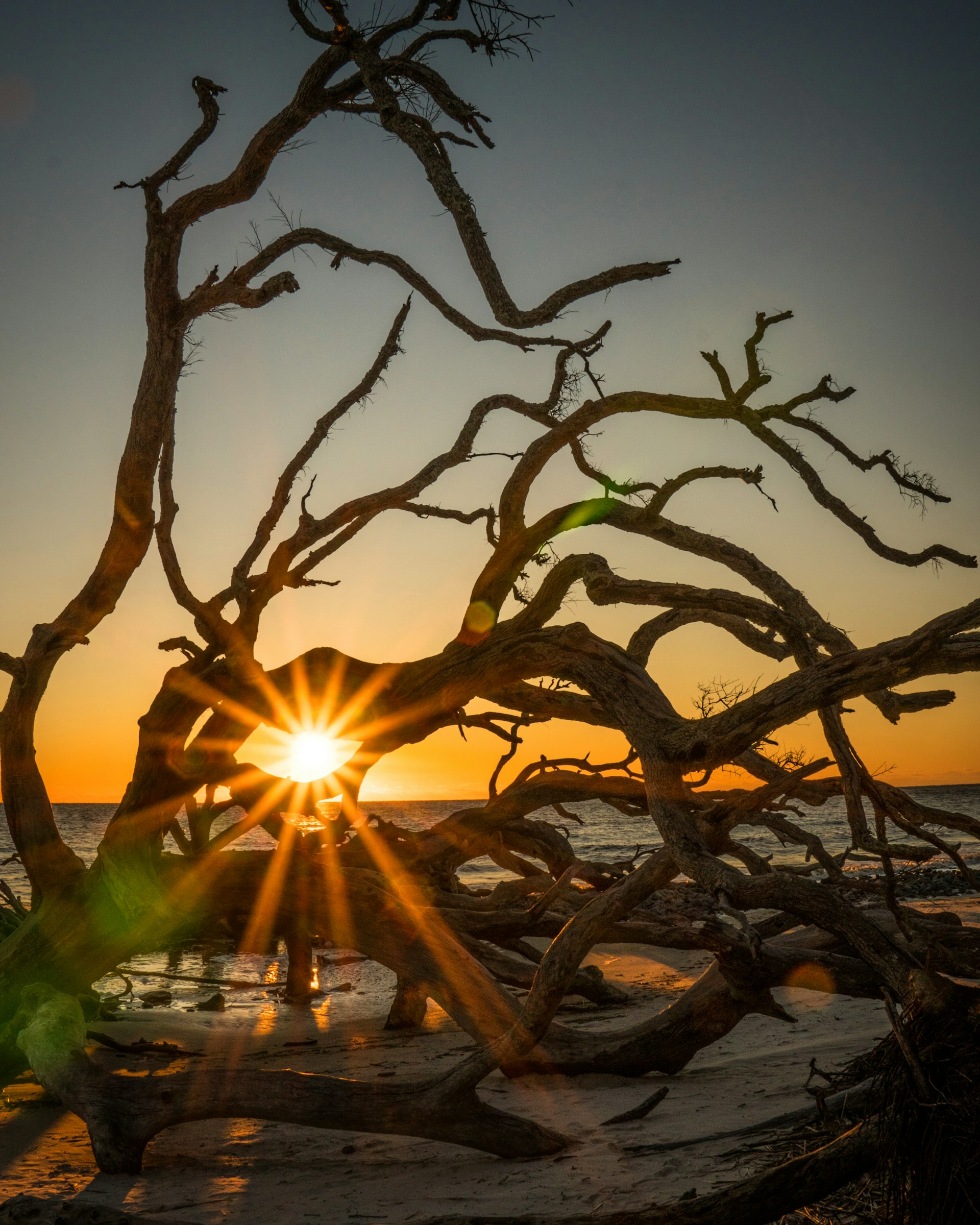 Silhouette of bare tree against sky during sunset at Jekyll Island in Georgia 