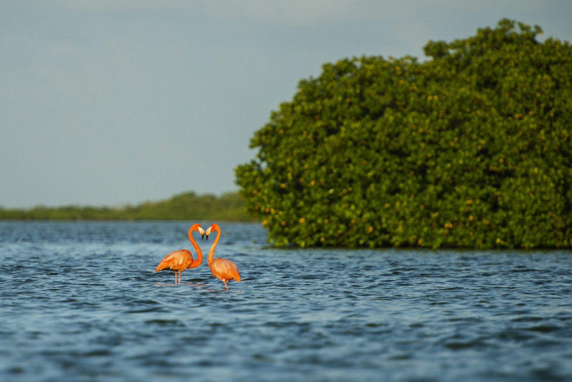 Two flamingos with a pinkish-orange hue stand in a body of water with a small island behind them