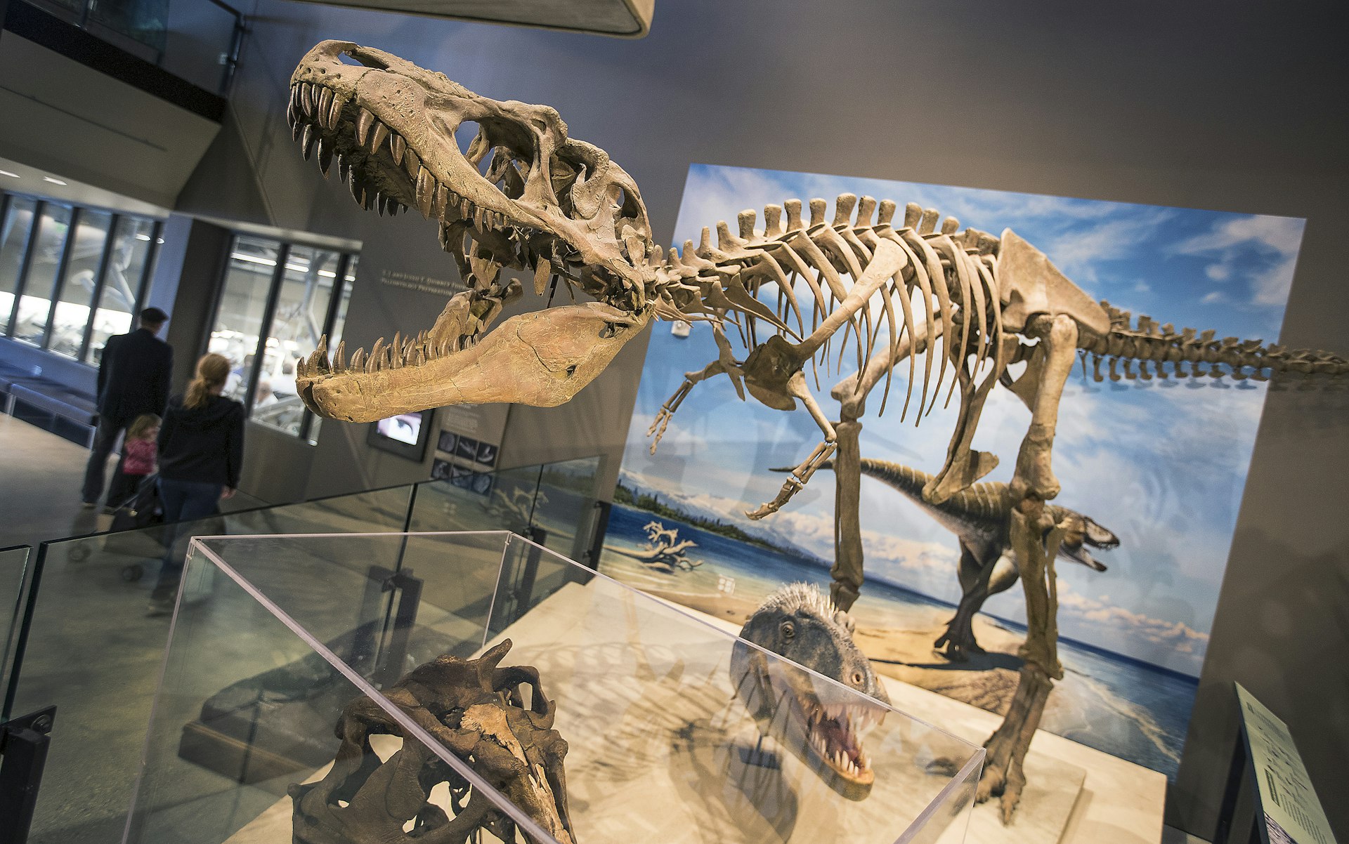Skeletal dinosaur replica at the Natural History Museum of Utah