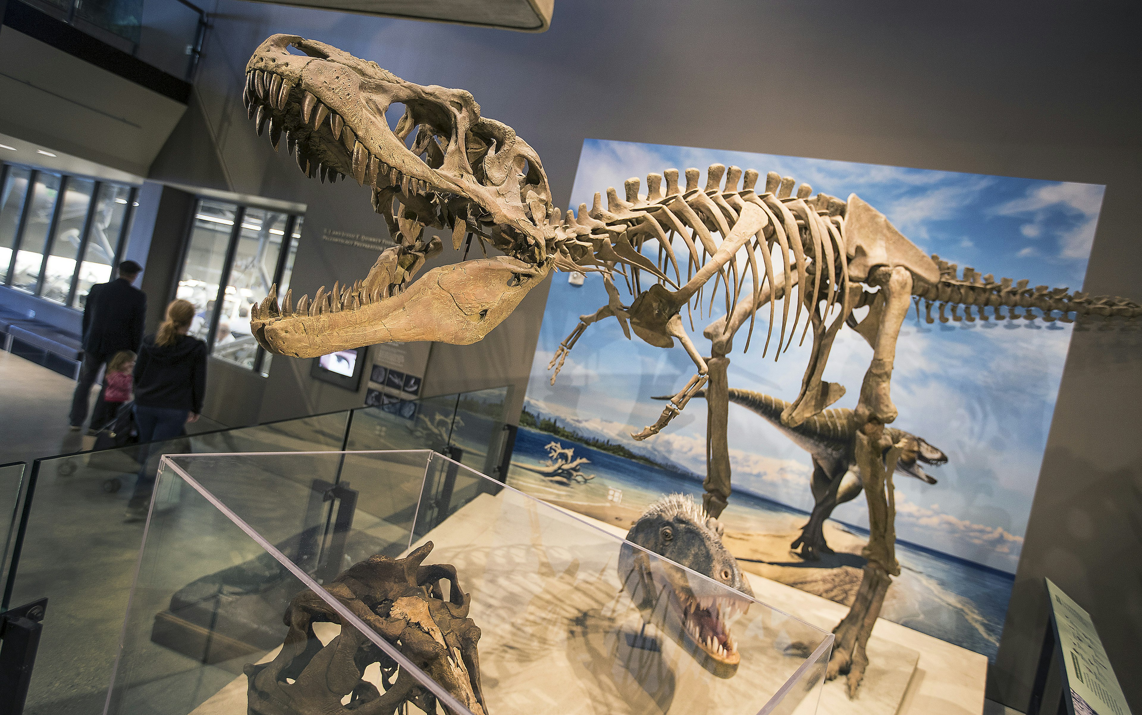 Skeletal dinosaur replica at the Natural History Museum of Utah