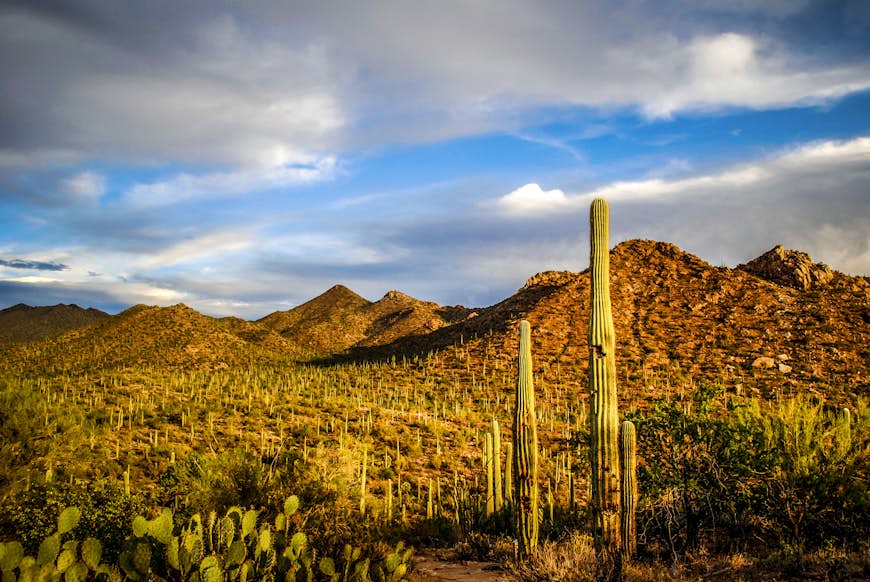 Cacti bathed in a golden evening light at Saguaro National Park in Arizona