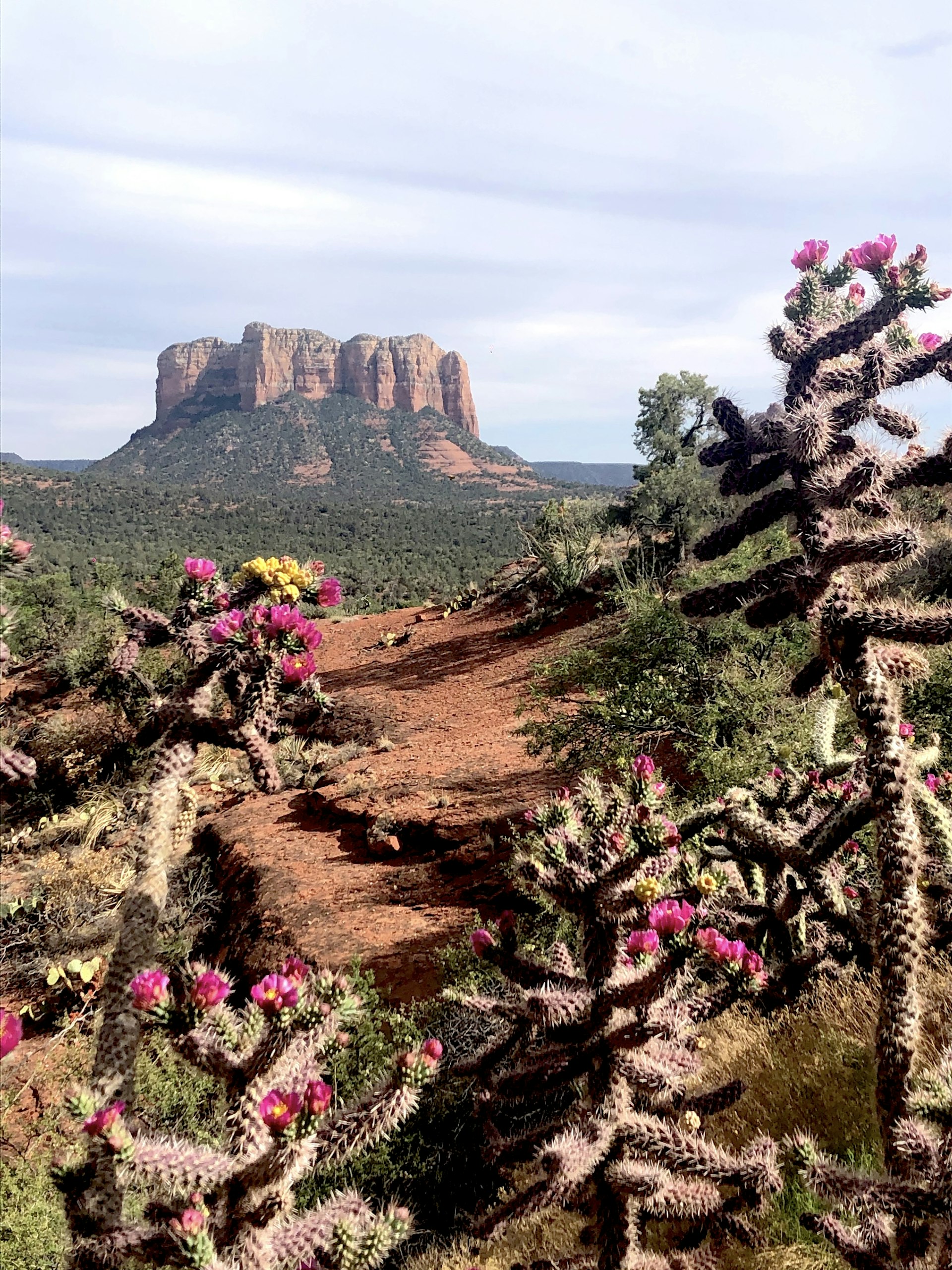 Cholla cacti near the Chapel of the Holy Cross