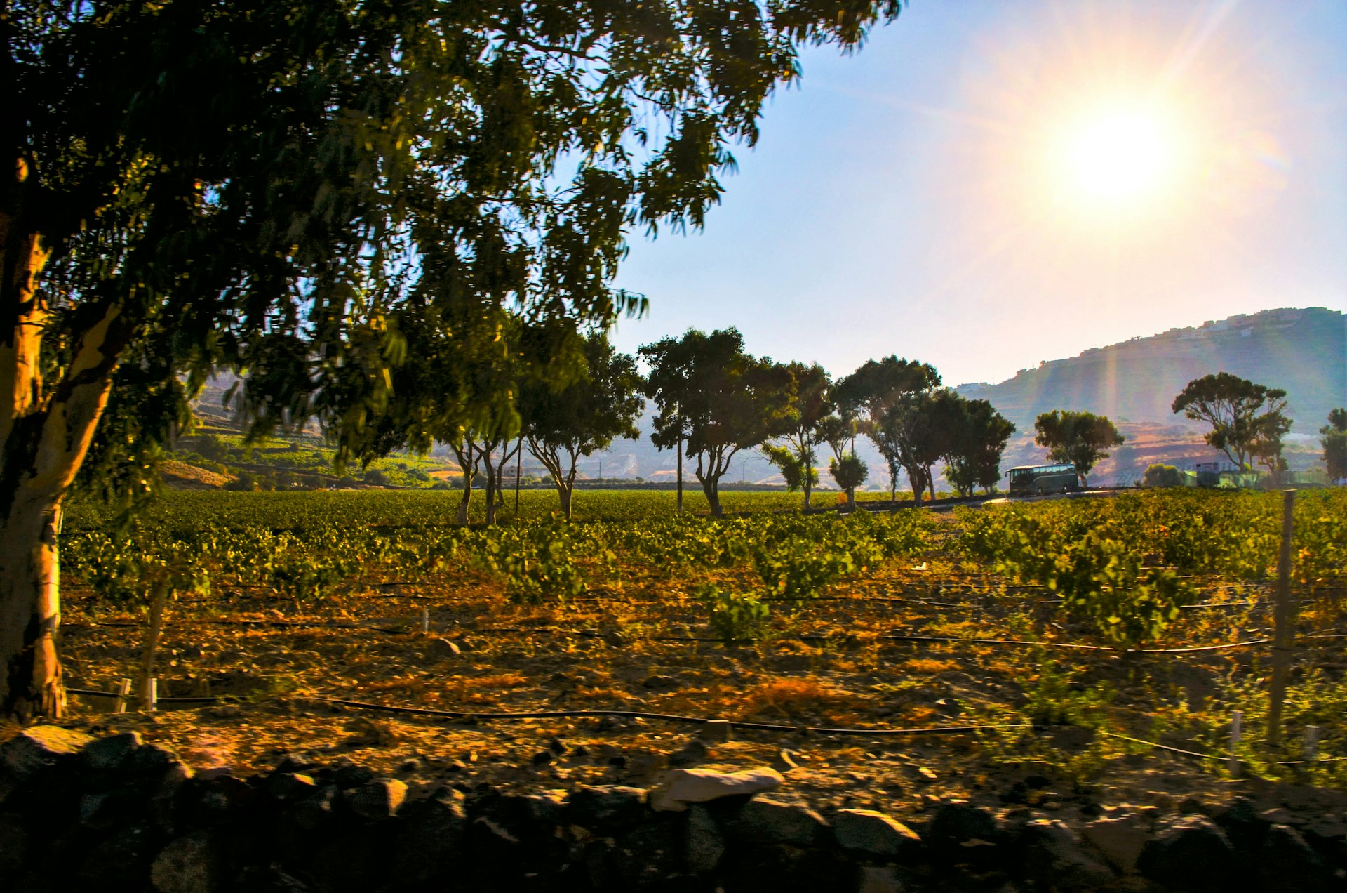 Santorini vineyard in the sun