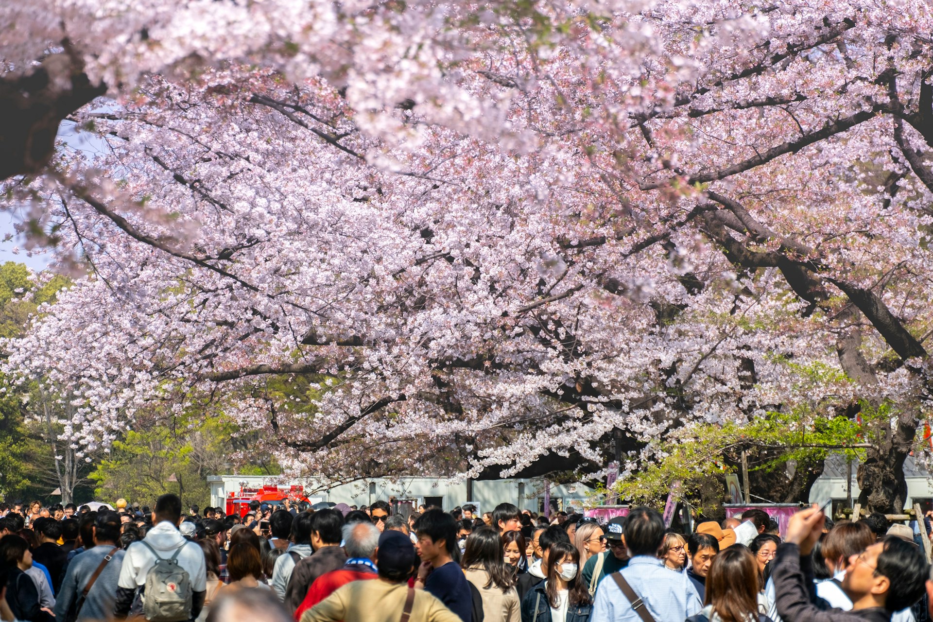 Crowds during cherry blossom season