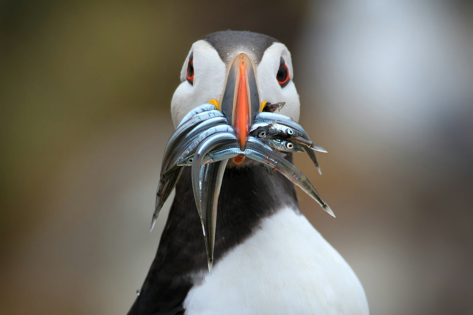 Atlantic Puffin with sand eels in its beak in Scotland