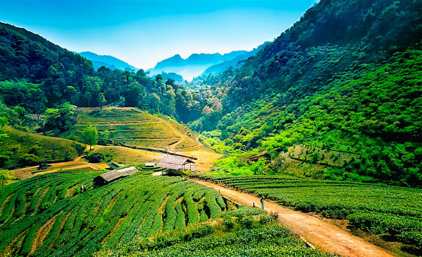 Tea plantations near Angkhang Mountain in Doi Pha Hom Pok National Park Tea plantations near Angkhang Mountain in Doi Pha Hom Pok National Park Thailand