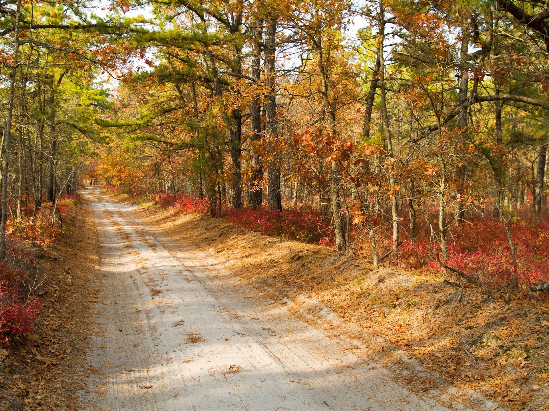 A dusty road cuts through fall trees at Pine Barrens in New Jersey