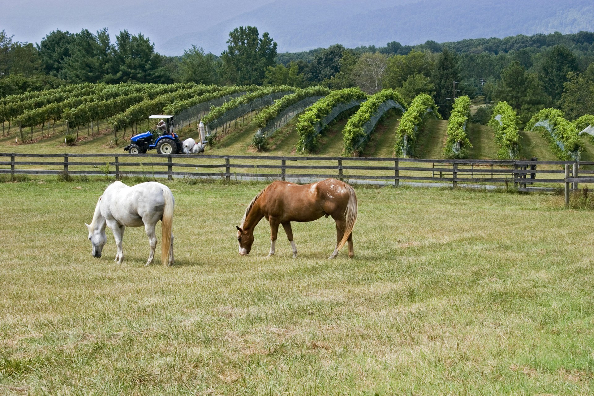 A Virginia winery with two horses in the foreground