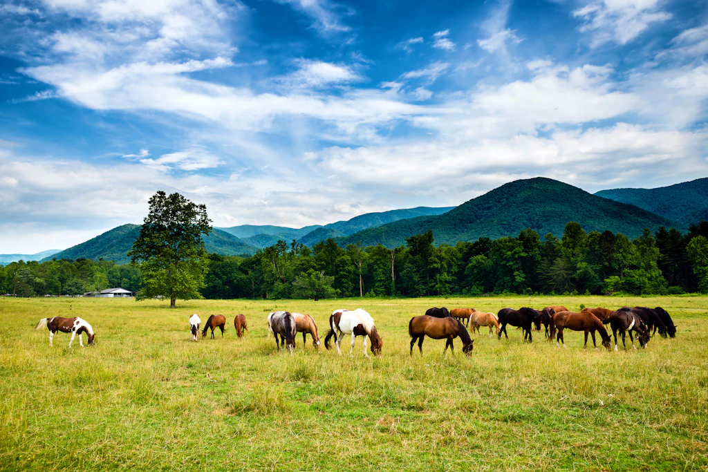 Herd of horses grazing at Cades Cove in the Great Smoky Mountains National Park